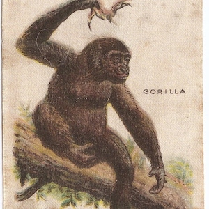 Vintage 1910s Cigarette Silk of a Gorilla in a Tree -- Zira Cigarettes, New Jersey