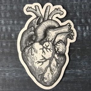 Könnte beinhalten: Eine Schwarzweiß-anatomische Illustration eines menschlichen Herzens. Das Herz ist detailliert und realistisch gezeichnet, mit allen wichtigen Kammern und Gefäßen sichtbar. Das Bild ist perfekt für die Verwendung in medizinischen Lehrbüchern, anatomischen Diagrammen oder als Dekorationsstück.