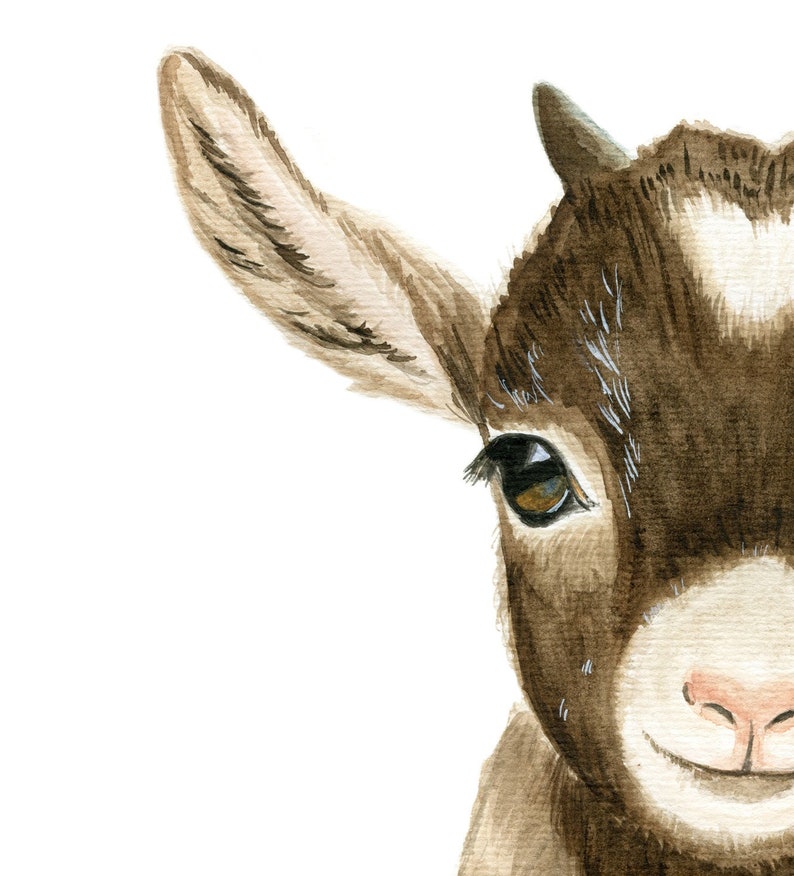 May include: A watercolor painting of a brown and white goat's face. The goat is looking directly at the viewer with one ear visible. The goat has a brown nose and a white patch on its forehead.
