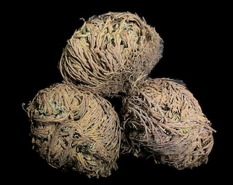 Can I grow Ros of Jericho/Resurrection Plant long-term