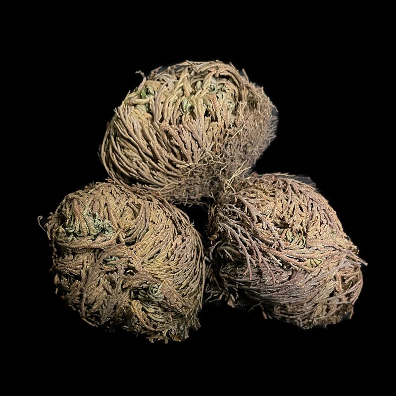 Jericho Flower - 24 Pack Bulk - Rose of Jericho, Resurrection Flower Whole Dried