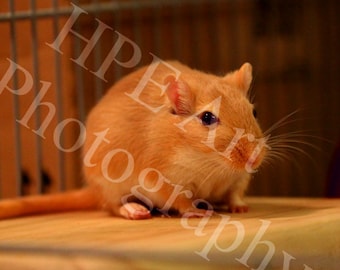 Gerbil Rodents Gerbils For Sale Argente Golden Gerbil Resting On A