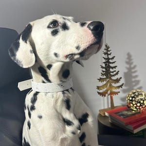 Puede incluir: Un perro dálmata con manchas negras sobre un pelaje blanco, que lleva un collar blanco moteado. El perro está sentado y mirando hacia arriba. Un pequeño árbol de Navidad dorado y una bola decorativa están en el fondo.