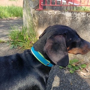 Puede incluir: Un perro salchicha negro con un collar azul y verde. El perro está al aire libre en un día soleado, con una valla metálica roja y una estructura de hormigón en el fondo. El pelaje del perro es brillante.