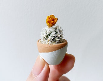 Mini Cactus Plant - Mammillaria Gracilis Fragilis Monstrose "Arizona Snowcap” - Hand Painted