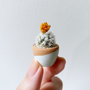 Mini Cactus Plant - Mammillaria Gracilis Fragilis Monstrose "Arizona Snowcap” - Hand Painted