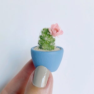 Mini Cactus Plant - Mammillaria Gracilis Fragilis "Thimble Cactus” - Hand Painted Blue