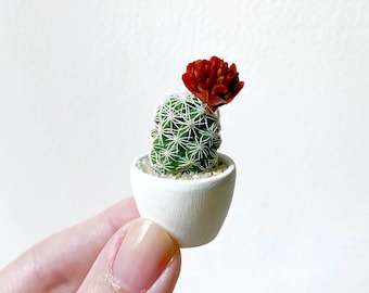 Mini Cactus Plant - Mammillaria Gracilis Fragilis "Thimble Cactus” - Hand Painted