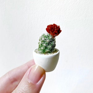 Mini Cactus Plant - Mammillaria Gracilis Fragilis "Thimble Cactus” - Hand Painted