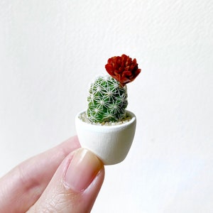 Mini Cactus Plant - Mammillaria Gracilis Fragilis &quot;Thimble Cactus” - Hand Painted