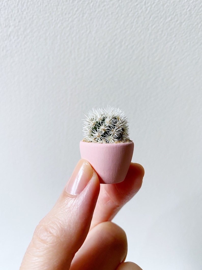 Mini Cactus Plant Mammillaria Gracilis Fragilis Monstrose Arizona Snowcap Hand Painted image 4