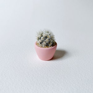 Mini Cactus Plant Mammillaria Gracilis Fragilis Monstrose Arizona Snowcap Hand Painted image 5