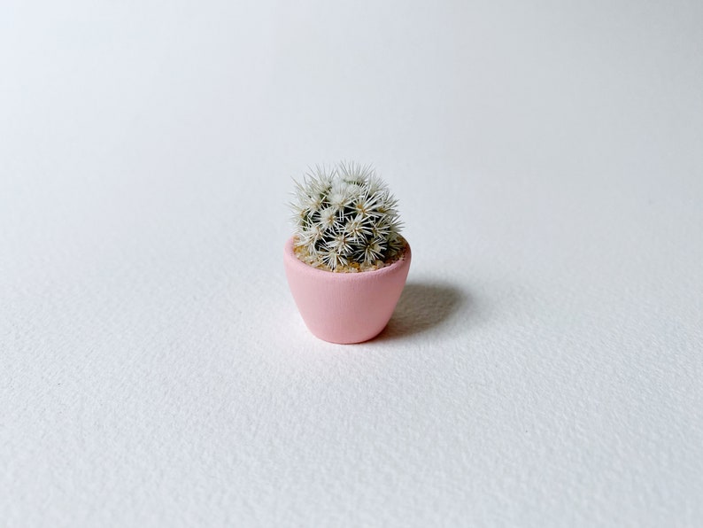 Mini Cactus Plant Mammillaria Gracilis Fragilis Monstrose Arizona Snowcap Hand Painted image 5