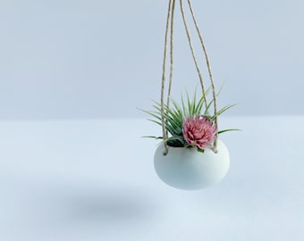 Mini Air Plant Tillandsia - Hanging Clay Planter