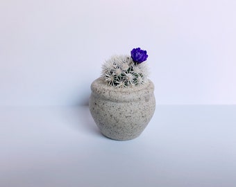 XL Mini Cactus Plant - Mammillaria Gracilis Fragilis Monstrose "Arizona Snowcap” - Hand Potted - Miniature Ceramic Bowl