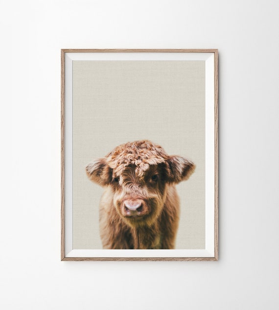 Highland Cow Print, Farm Baby Animal, Calf, Farmhouse Nursery Wall Art,  Baby Bedroom, Kids Bedroom Decor, Photography Prints, Printable Art 