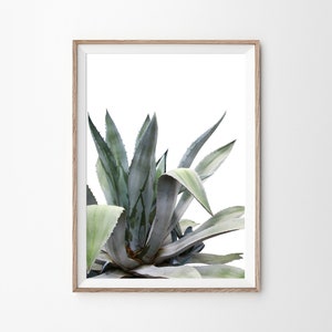 Aloe Plant Prints, Aloe Print, Succulent Print, Aloe Vera Poster, Desert Decor, Tropical Print, Desert Wall Art, Botanical Print