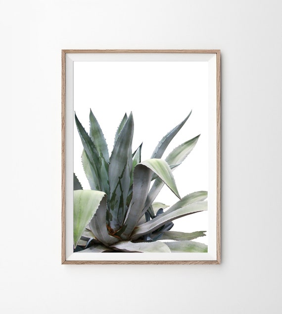Aloe Plant Prints Aloe Print Succulent Print Aloe Vera | Etsy