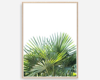 Palm Tree Print, Palm Leaf Print, Fan Palm Wall Art, Tropical Leaf, Green Leaf Print, Botanical Print, Tropical Leaves, Botanical Art