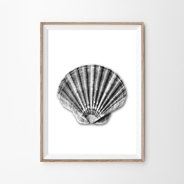 Sea Shell Print - Etsy
