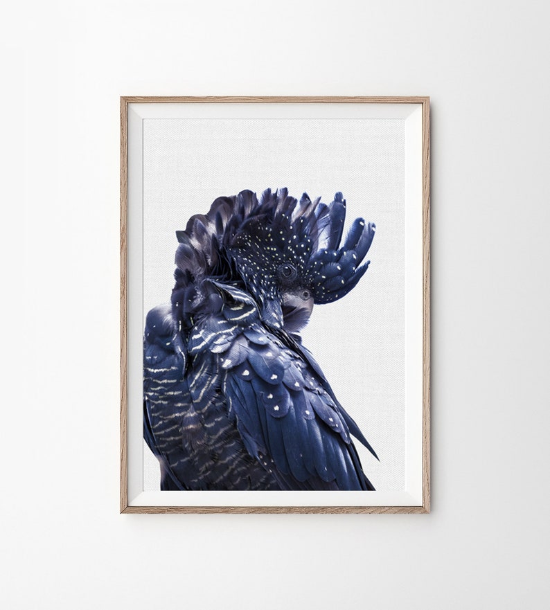 Black Cockatoo Printable Art Cockatoo Wall Art Printable Etsy Polska