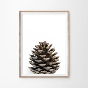 May include: A framed print of a single brown pine cone on a white background.
