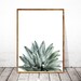 Aloe Plant Prints, Aloe Print, Succulent Print, Aloe Vera Poster ...