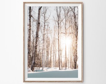 Pode incluir: Uma fotografia de uma floresta de bétulas coberta de neve com o sol brilhando através das árvores. As árvores estão nuas e a neve é branca. O sol brilha intensamente e o céu é azul.