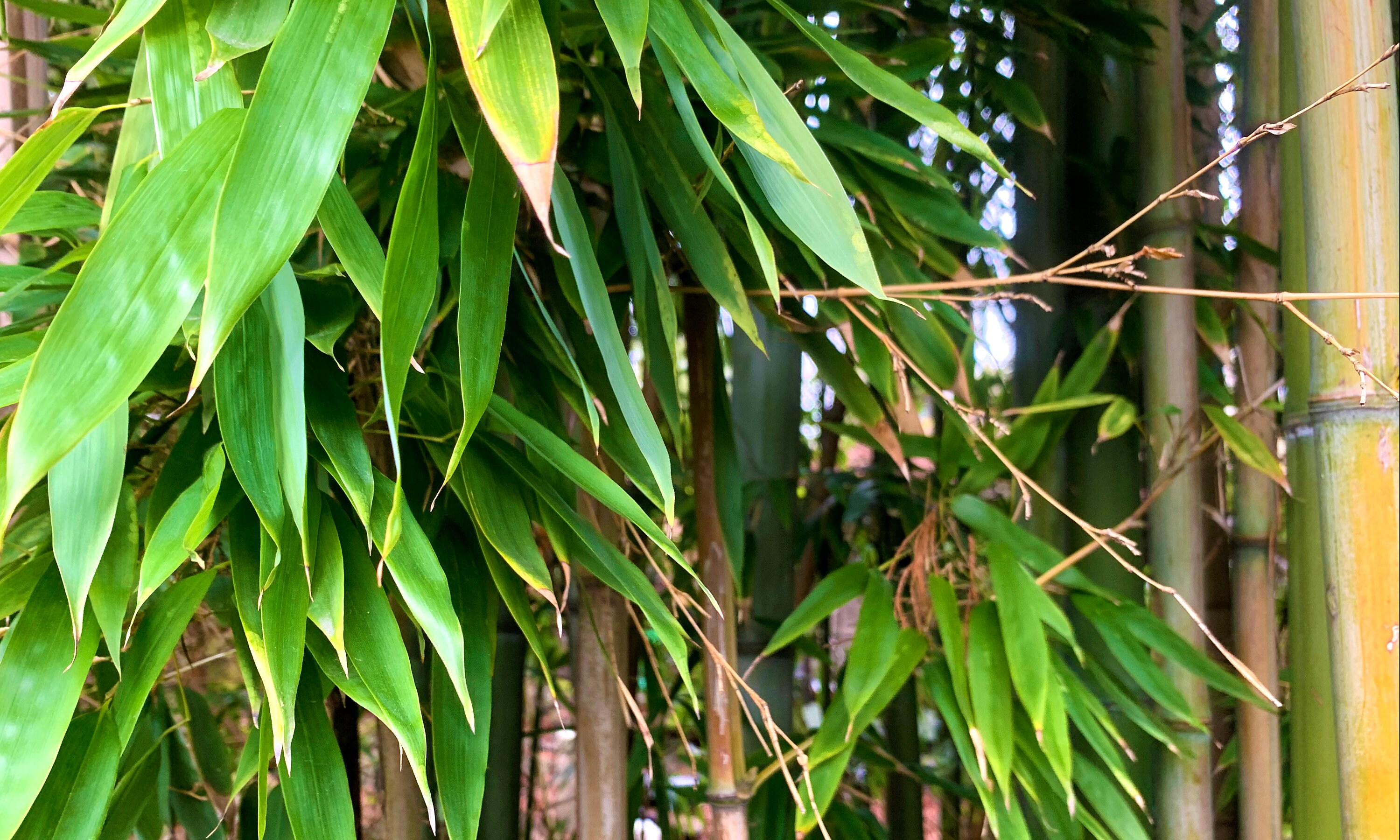 In the Bamboo A Virtual Background for Zoom and others Etsy