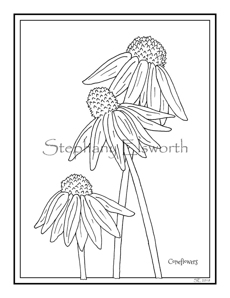 Download Coneflowers 8 1 2 X 11 Printable Instant Download Coloring Etsy
