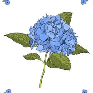 Op de afbeelding: Een botanische illustratie van een blauwe hortensiabloem met groene bladeren aan een steel, gecentreerd op een witte achtergrond. Vier kleine groepjes blauwe hortensiabloemblaadjes zijn in elk van de vier hoeken van de afbeelding geplaatst.