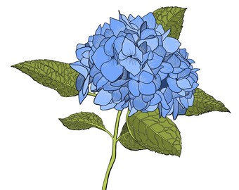 Página para colorir de flor de hortênsia, tamanho carta/A4, para imprimir e baixar instantaneamente.