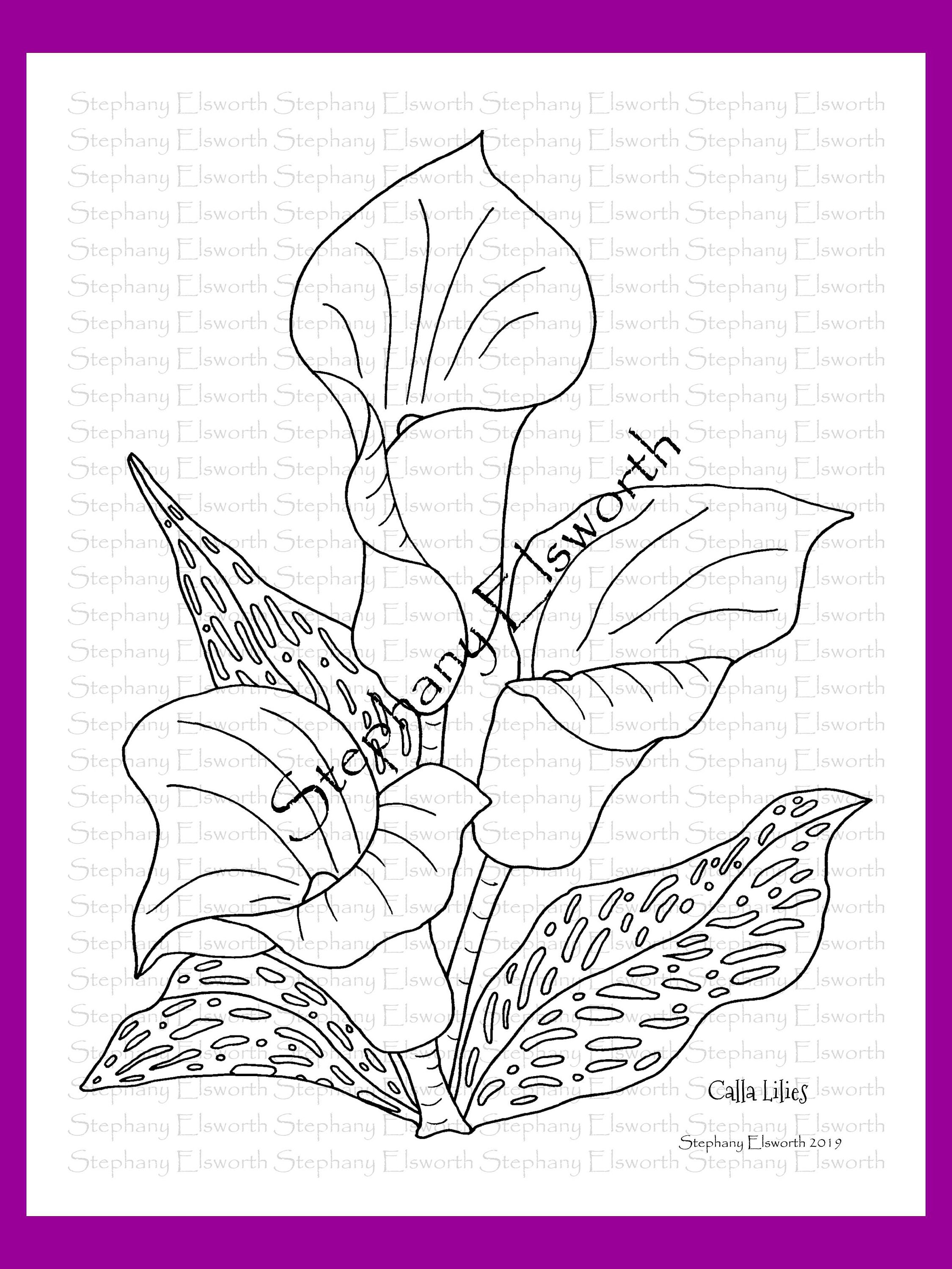 Calla Lily Flower Coloring Pages