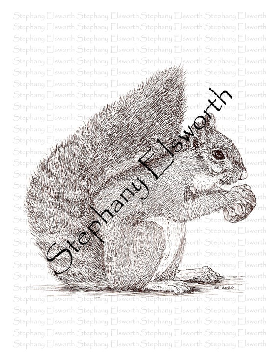 Gray Squirrel Grayscale Printable Digital Download Coloring - Etsy