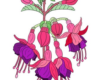 Página para colorir com estampa de flor fúcsia, tamanho carta/A4, para imprimir e baixar instantaneamente.