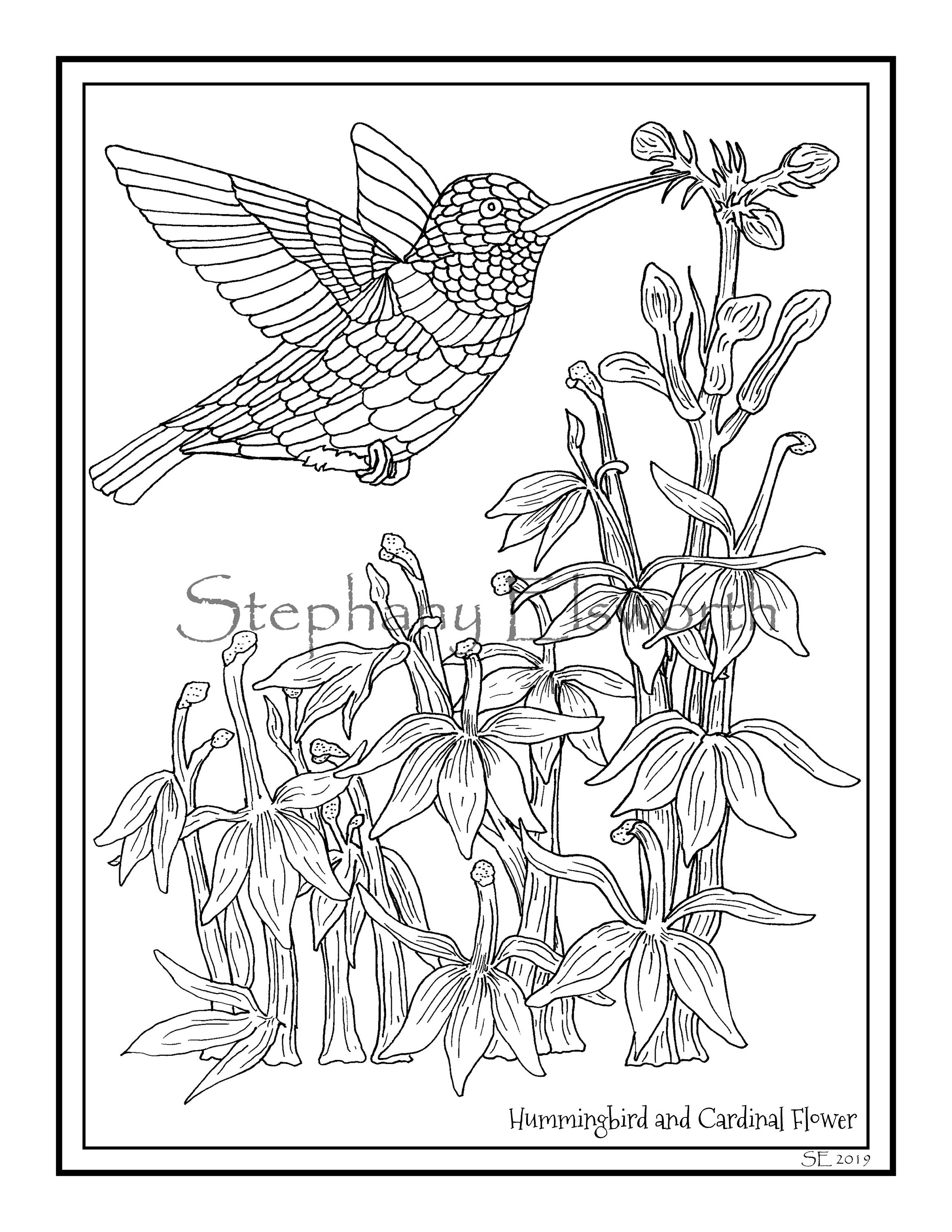 Hummingbird Flower Coloring Pages