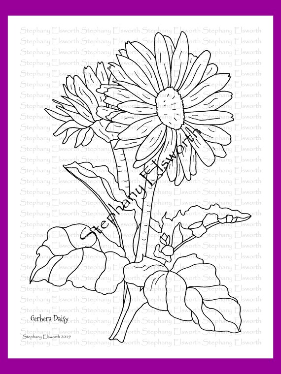 Gerber Daisy Coloring Pages