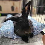 Rabbit Home Decor