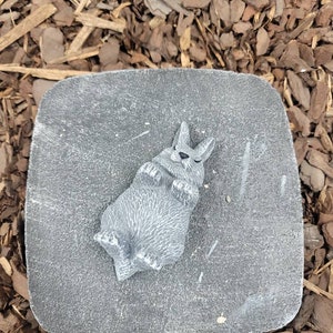 Tiny Sleeping Bunny Rabbit