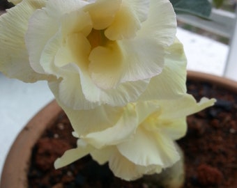 Yellow Flower with pot