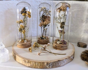 XL Echte Hommel Bee Gedroogde Bloemen Koepel | Botten schedels decoratie | Entomologie Taxidermie | Natuurvertoning | Alternatieve woondecoratie [50030]