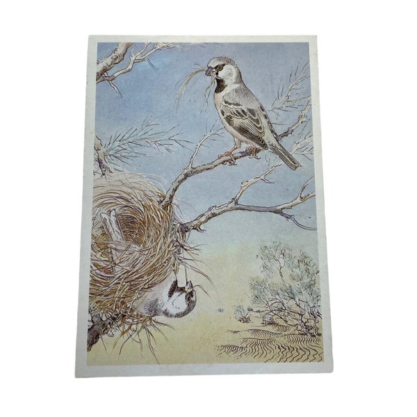 Vintage Russian Illustrated Dessert Sparrow Non Topographical Standard Postcard
