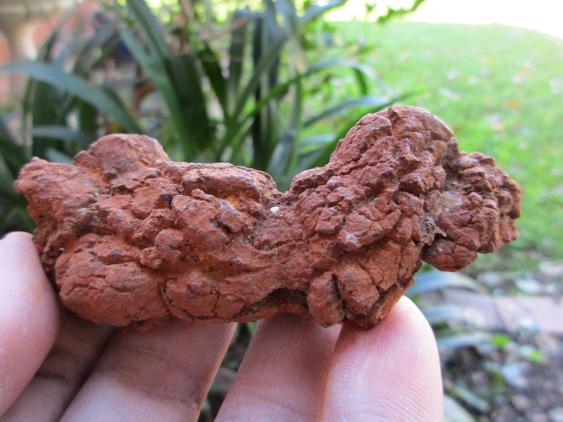 fossilized dung