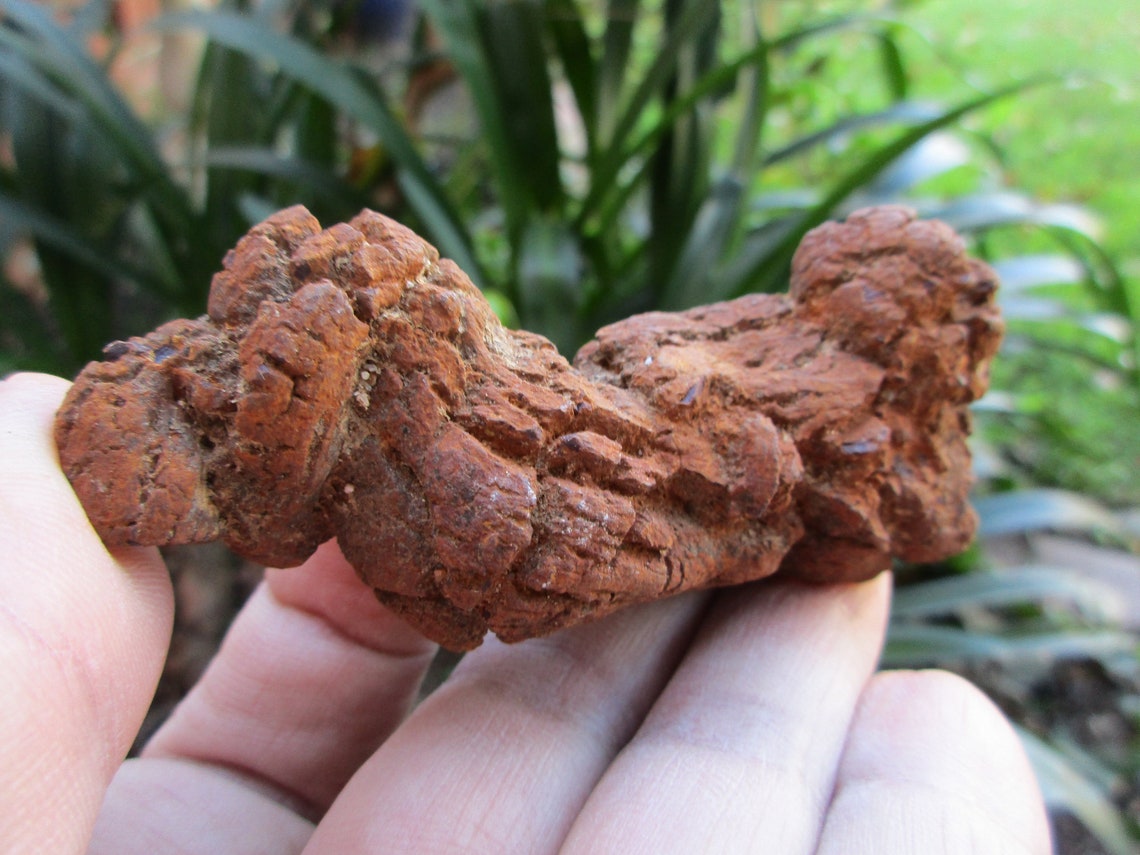 fossilized turd