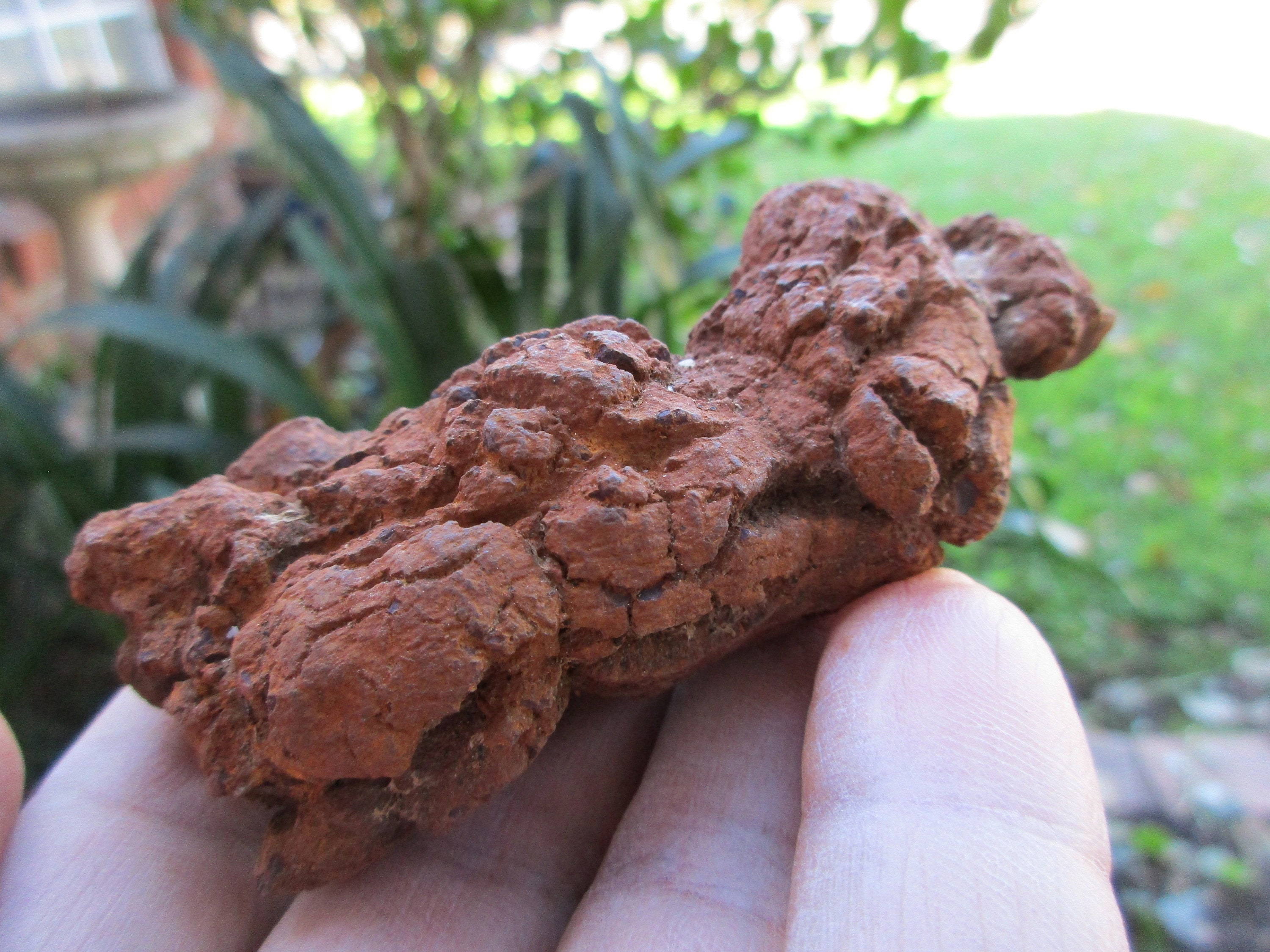 fossilized dung