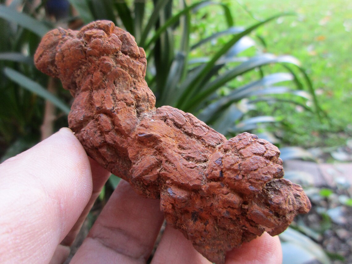 fossilized turd