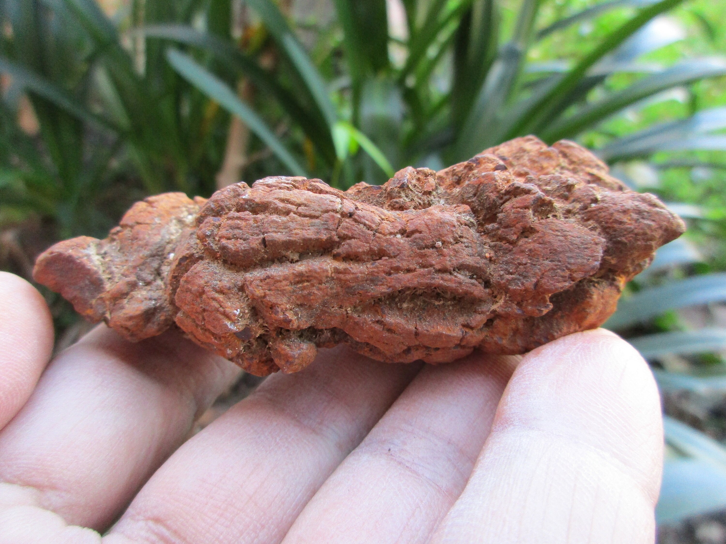 fossilized turd