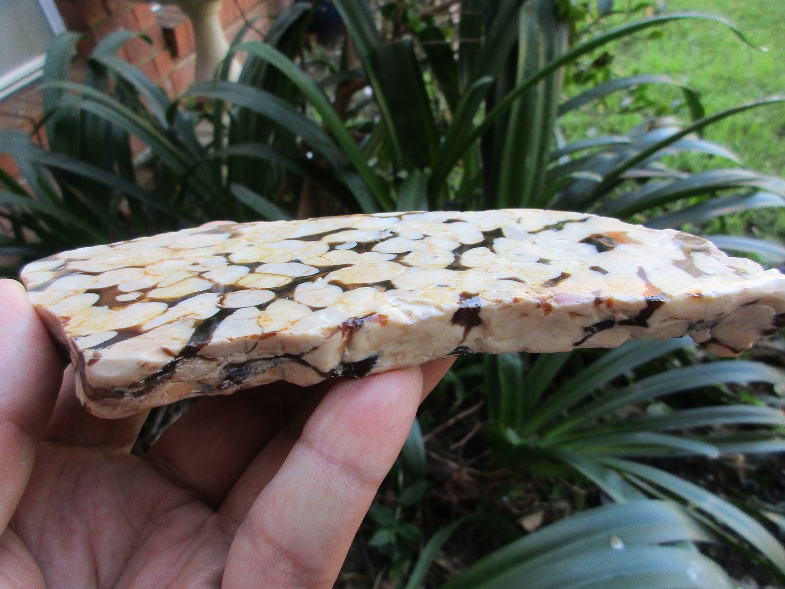 Australian Peanut Wood Petrified Wood polished slab slice Etsy