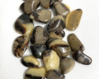 Septarian Tumbled Stone  (#30) Tumbled Septarian