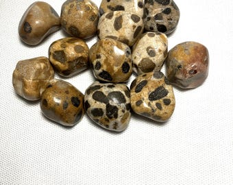 Leopardskin Jasper (#12) AKA  Jaguar Stone - Tumbled Leopardskin Jasper